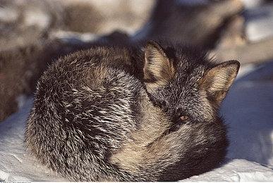 IGN评选PS史上最佳游戏TOP100位：40-21名